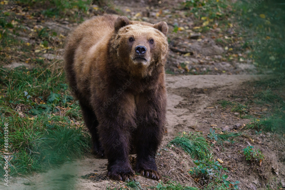 Kamchatka brown bear in the forest, Ursus arctos beringianus Kamchatka brown bear in the forest, Ursus arctos beringianus