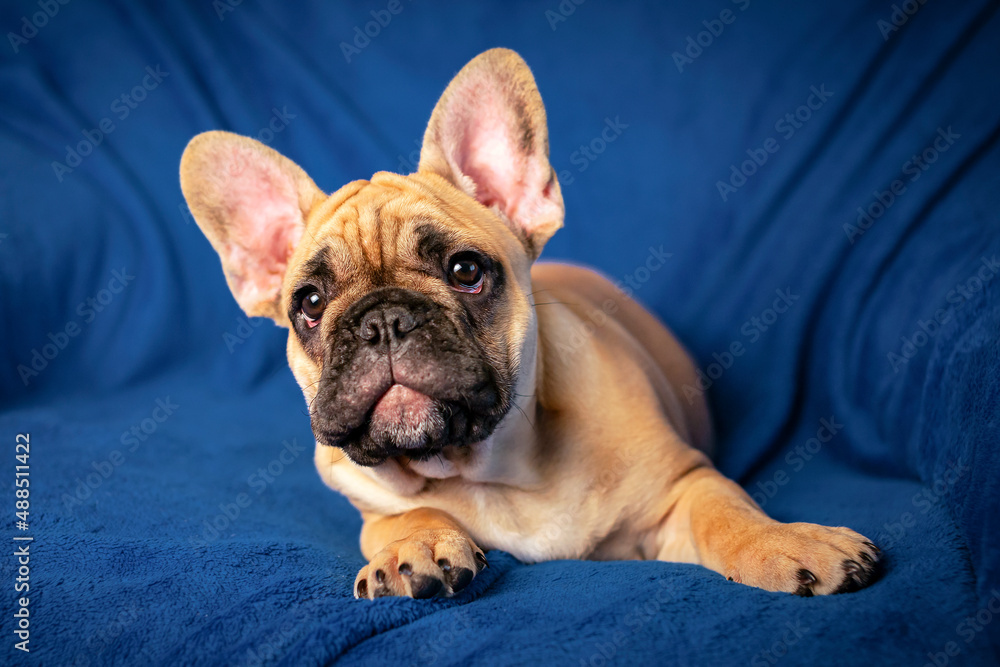 Portrait of a funny French bulldog puppy.
