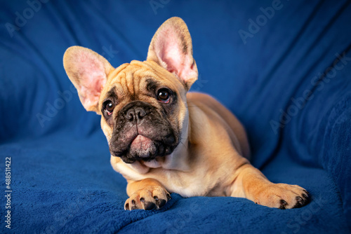 Portrait of a funny French bulldog puppy.  © Andrey
