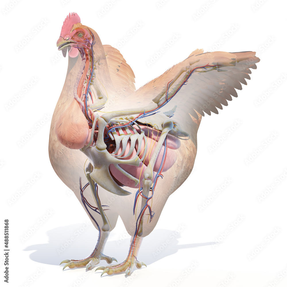 3d rendered illustration of a chickens anatomy Stock Illustration ...