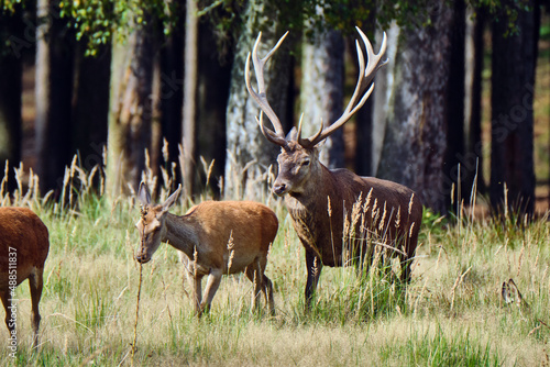 Fototapeta Naklejka Na Ścianę i Meble -  Rotwild ( Cervus elaphus ).