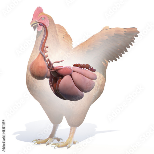 Photos 3d rendered illustration of a chickens anatomy - the organs
