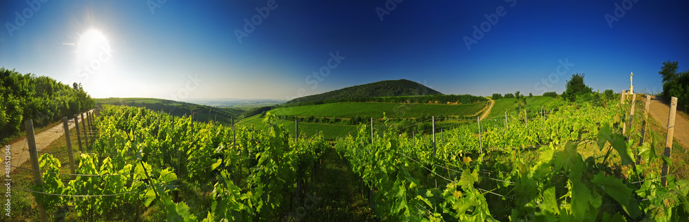 Vineyard in Hungary, panorama view Vineyard in Hungary, panorama view