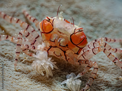 Mosaic Boxer Crab, Boxerkrabbe, Pompom-Krabbe (Lybia tesselata)