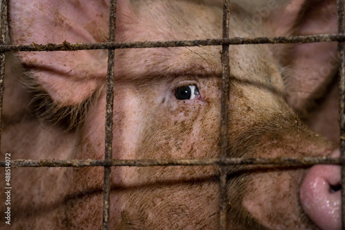 A sad look of a pig behind bars in a barn. Eye detail. The topic of animal cruelty. photo