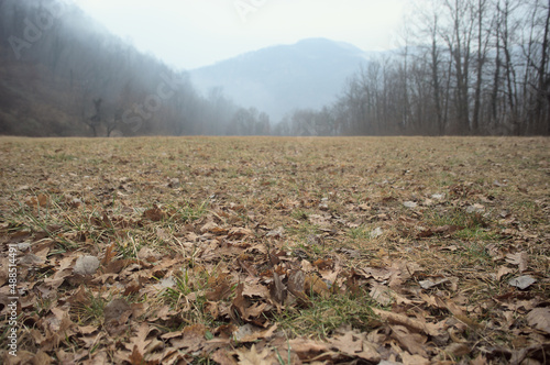morning in the field