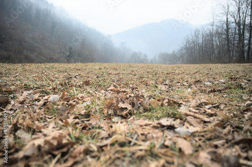 autumn in the field