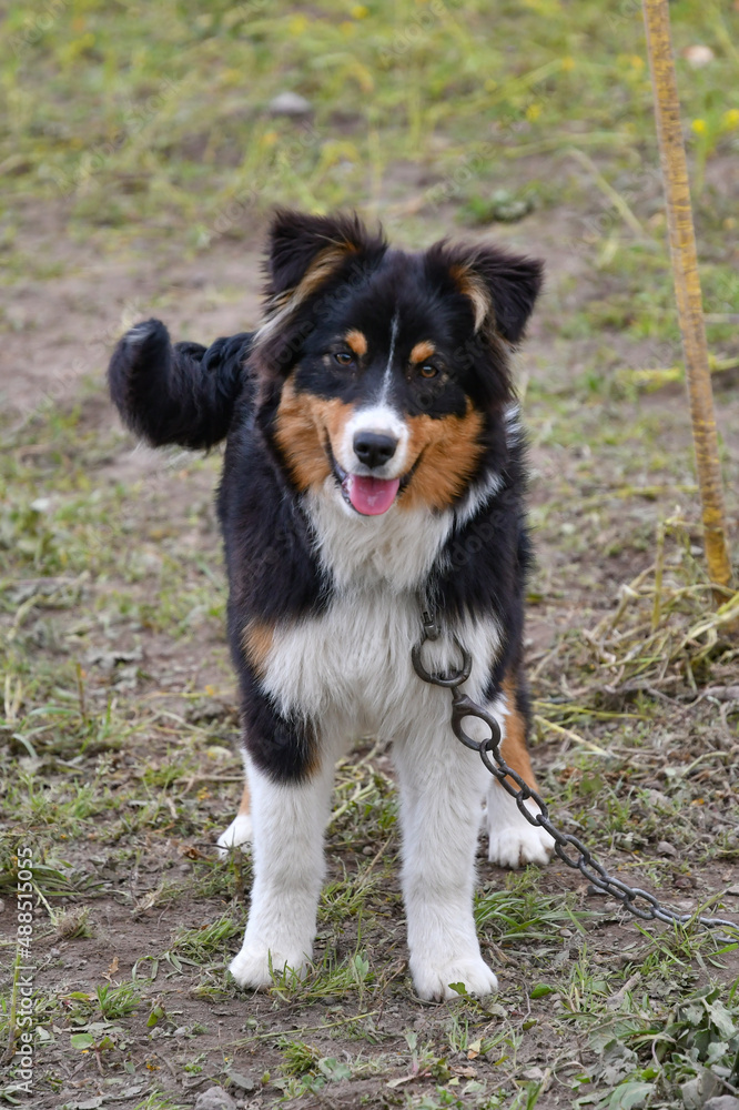 A shepherd dog puppy on a farm in southern Italy.