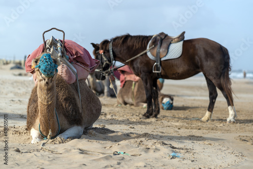 Chevaux et chameaux pour les balades des touristes sur une plage en Tunisie