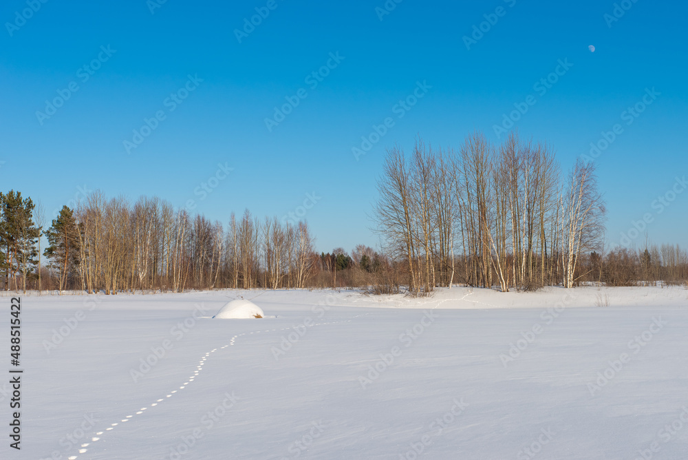 custom made wallpaper toronto digitalHay on a snowy field