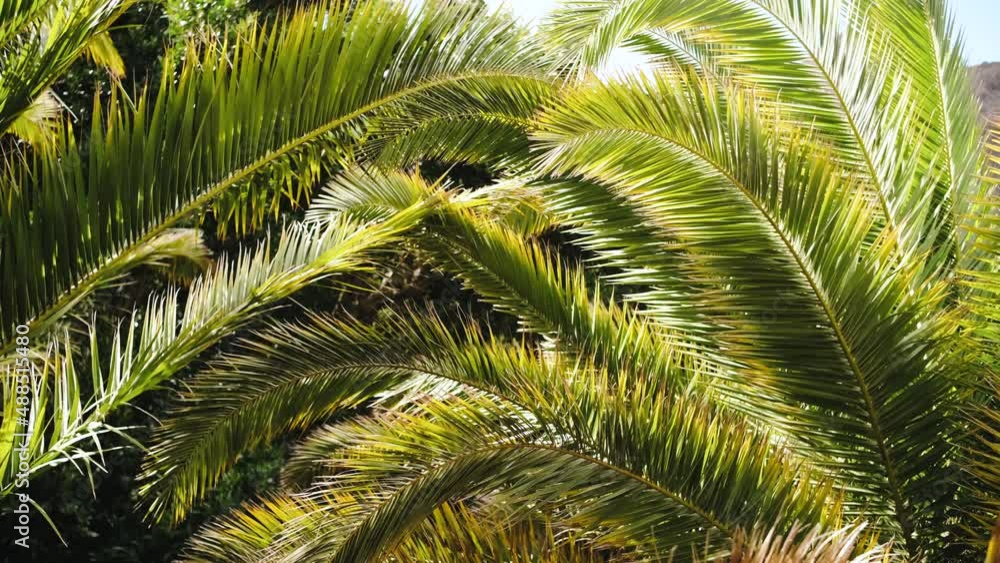 Tropical palm tree leaves moving in the wind with sunlight Tropical palm tree leaves moving in the wind with sunlight