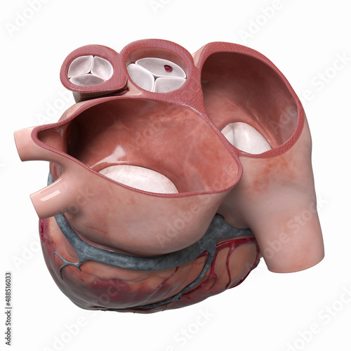 Foto 3d rendered illustration  of a transverse heart cross-section