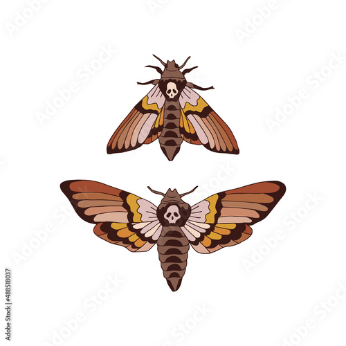 Death head hawkmoth nocturnal fly insect vector illustration set isolated on white. Boho Moon moth print collection for Halloween or tee shirt design.