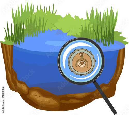 Metacercaria of Sheep liver fluke (Fasciola hepatica) in pond under magnifying glass