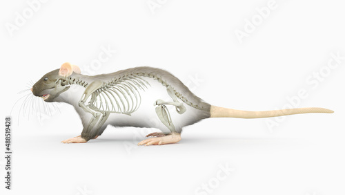 3d rendered illustration of a rats anatomy - the skeleton © Sebastian Kaulitzki