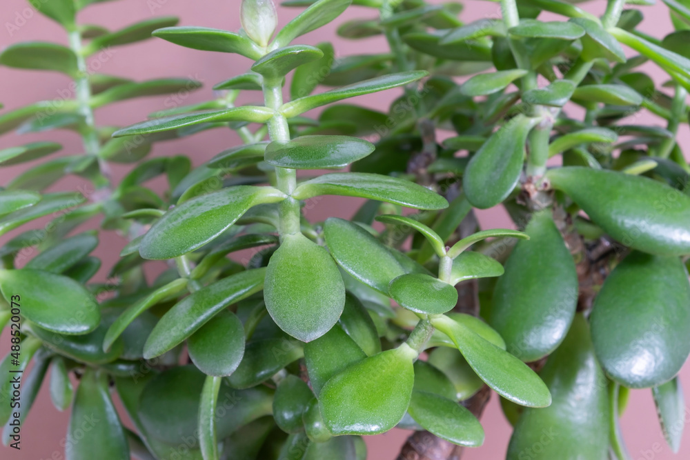 Beautiful Crassula ovata, Jade Plant, Money Plant, succulent plant on a brown background close up. Home decor and gardening concept. Selective focus. Beautiful Crassula ovata, Jade Plant, Money Plant, succulent plant on a brown background close up. Home decor and gardening concept. Selective focus.