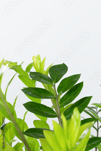 Beautiful home plant Zamioculcas Zamiifolia on a light background. Leaves of a modern indoor plant Zamioculcas close-up. Selective focus, copy space