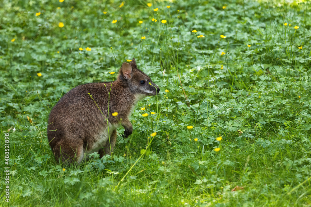 Parma Wallaby In Meadow