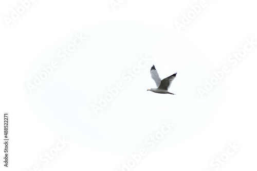 Seagull flying alone in the sky © Andrea Toxiri