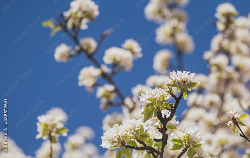 Flower buds on tree branches