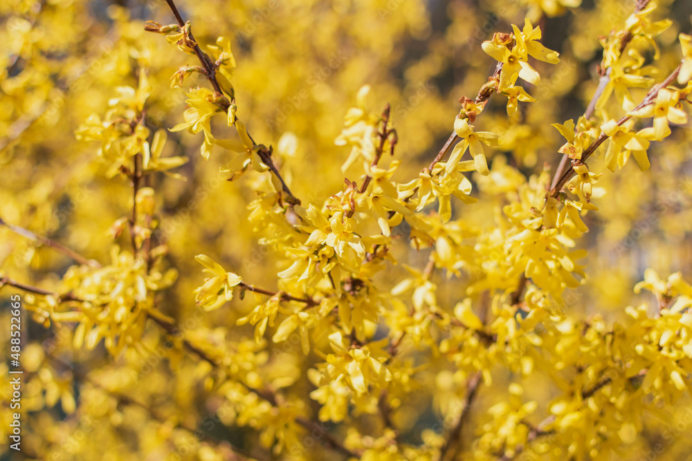 Flower buds on tree branches Flower buds on tree branches