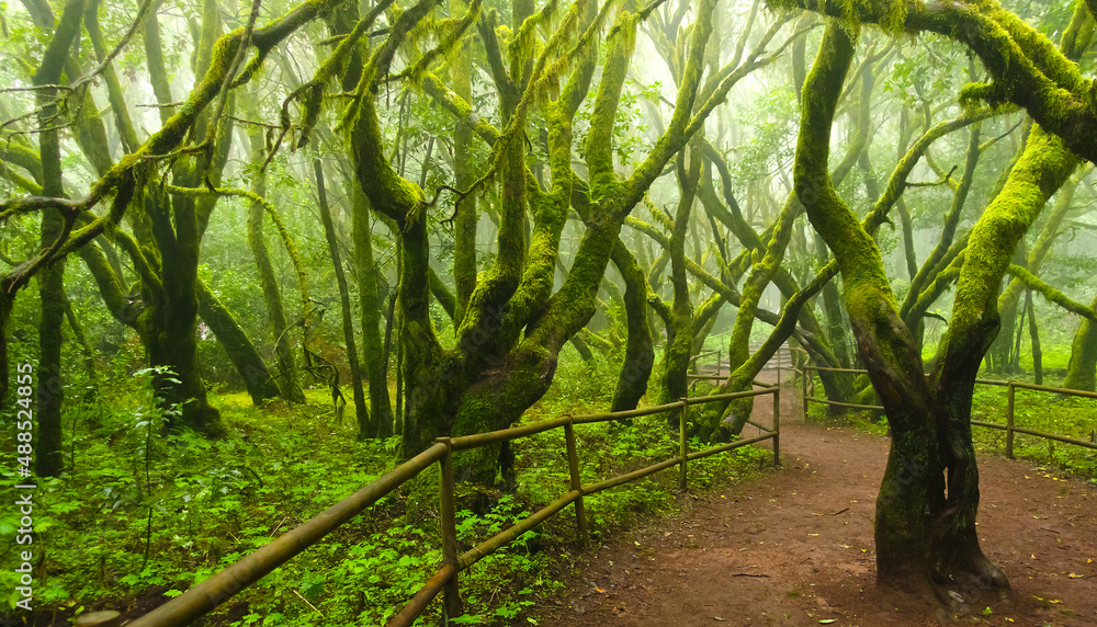 Fototapeta premium Mossy trees in the evergreen cloud forest of Garajonay National Park, La Gomera, Canary Islands, Spain.