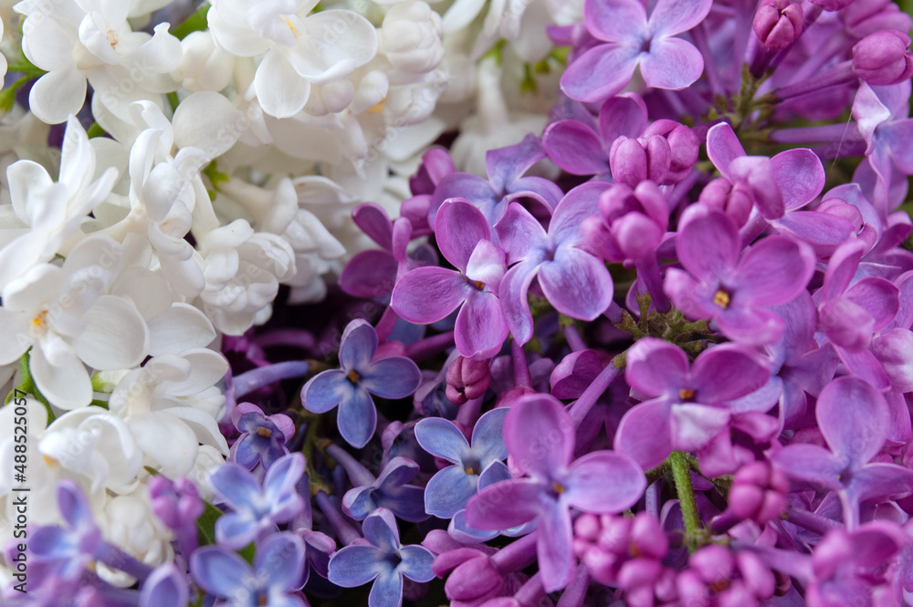 Beautiful white and violet lilac flowers background