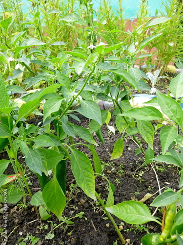 Organic garden grown green Jalapeno hot pepper
