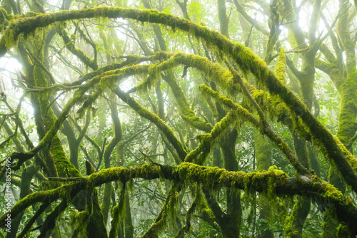 Mossy trees in the evergreen cloud forest of Garajonay National Park  La Gomera  Canary Islands  Spain.