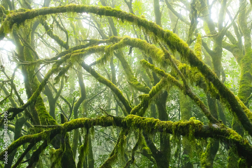 Mossy trees in the evergreen cloud forest of Garajonay National Park, La Gomera, Canary Islands, Spain. photo