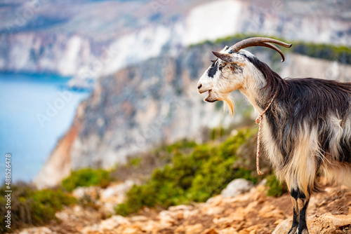 Zakynthos in Greece, goats on Keri cliffs photo