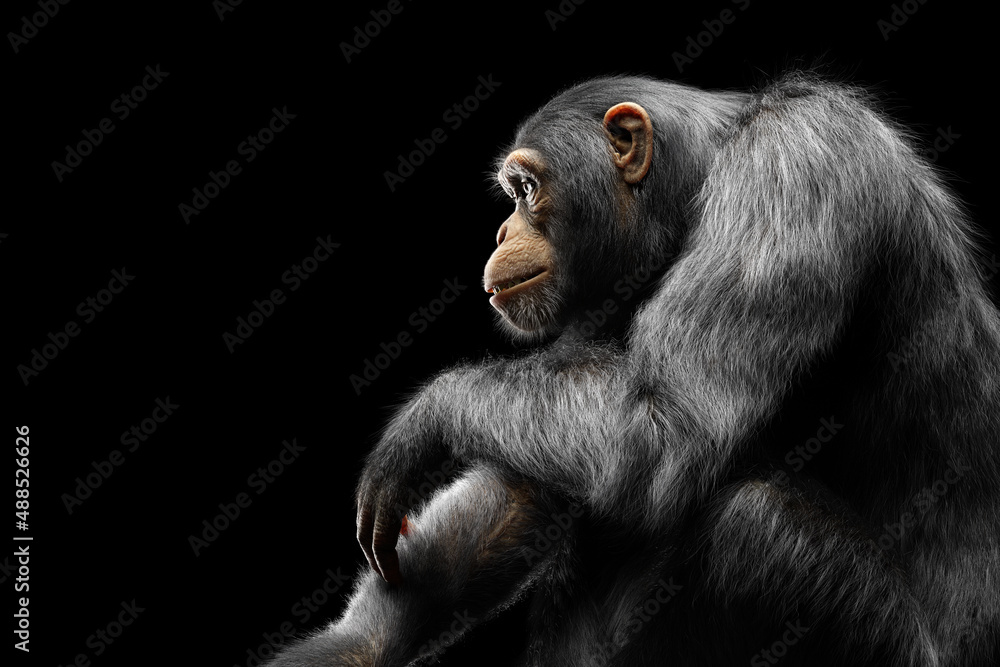 Chimpanzee monkey sitting portrait on black - obrazy, fototapety, plakaty 
