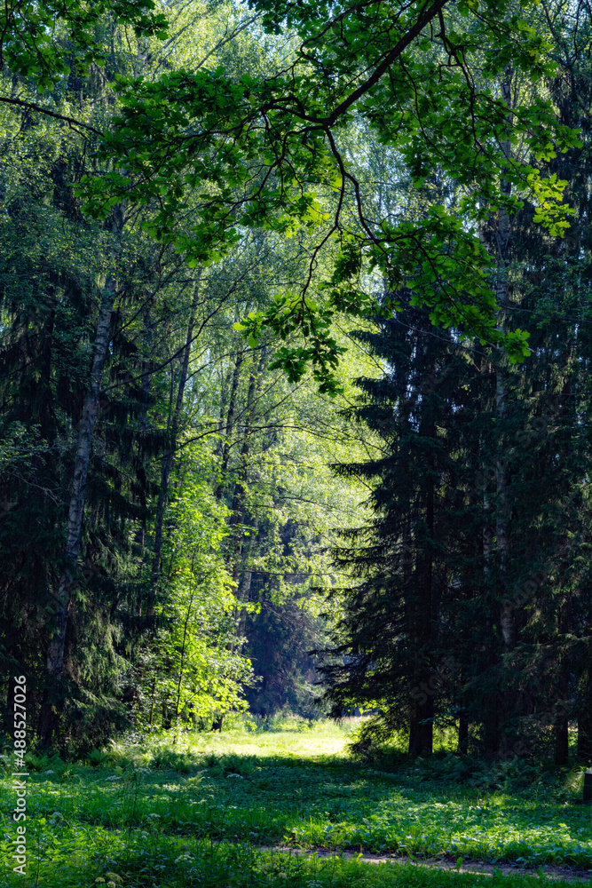 Fototapeta premium Walkway alley in summer forest. Pathway rural road throught forest