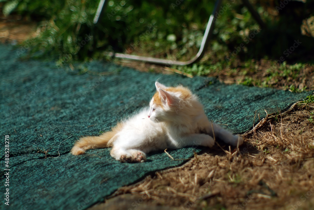 a small fluffy kitten lies on the ground