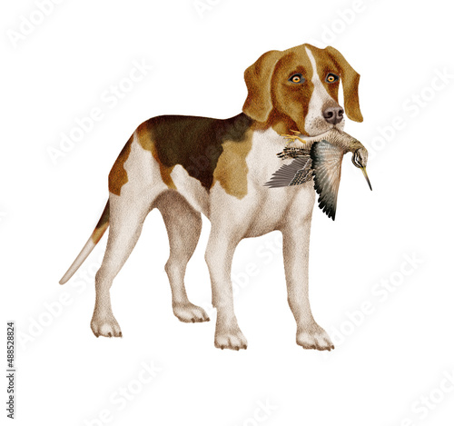chien  beagle  animal de compagnie  braque de weimar  gibier   b  casse   mal  femelle     poil court  animal  brun  chiot  canid    isol    braque  joli  noir et blanc  portrait  mammif  re  chien de rapp