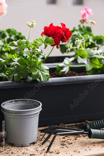 Beautiful geraniums were transplanted into pots for comfort on the balcony.