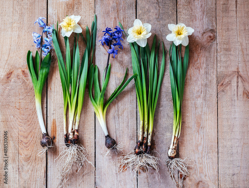 Early spring flowers planting  hyacinth and daffodil flower bulbs on wooden background