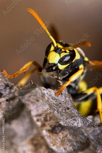 Wasp, Sierra de Guadarrama National Park, Segovia, Castilla y León, Spain, Europe © Al Carrera