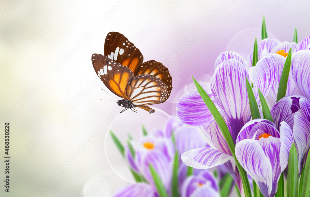 Violet crocus flowers Violet crocus flowers