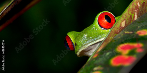 Red-eyed Tree Frog, Agalychnis callidryas, Tropical Rainforest, Corcovado National Park, Osa Conservation Area, Osa Peninsula, Costa Rica, Central America, America photo