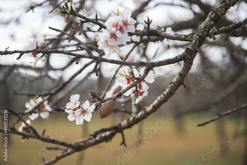 Cherry blossom from an almond tree