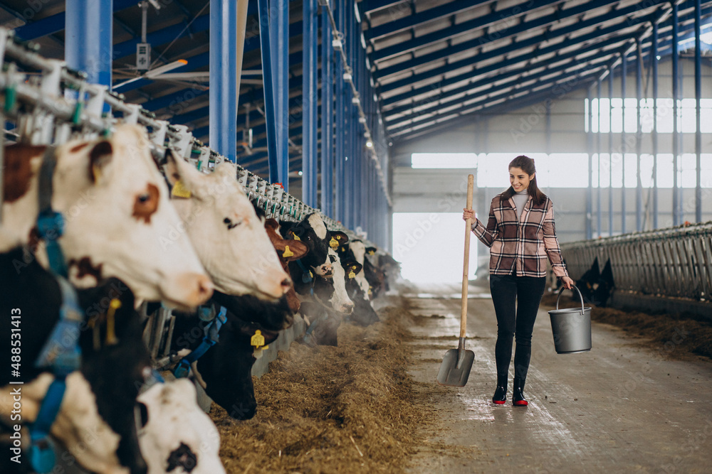 Young woman with bucket and at the cowshed feeding cows Young woman with bucket and at the cowshed feeding cows