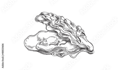 Open oyster valves with mollusk hand drawn sketch vector illustration isolated.