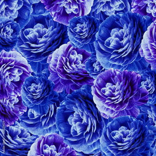Blue chrysanthemums flowers. Floral background. Close-up. Nature. © nadezhda F