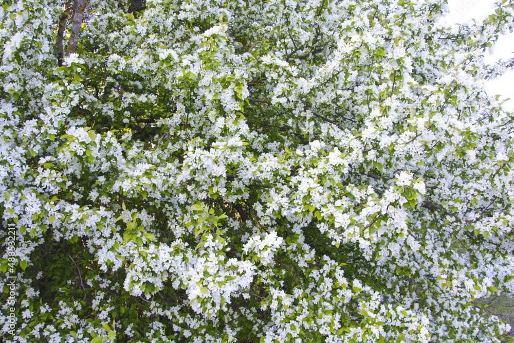 Apple tree in the bloom