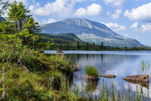 fjords and mountains norway sea flowers sunny weather