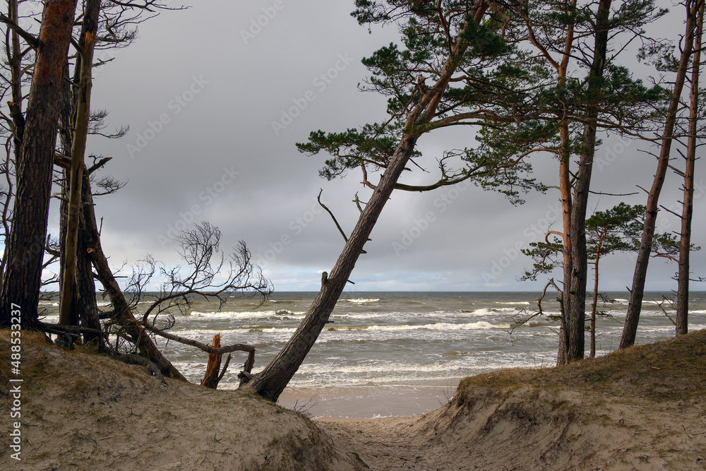 Pines on Baltic sea coast next to Bernati, Latvia.
