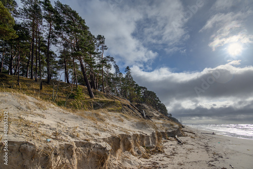 Pines on Baltic sea coast next to Bernati, Latvia.