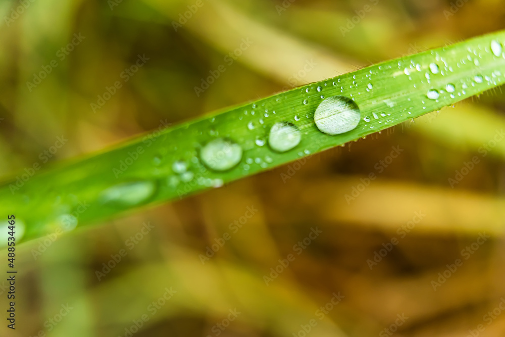 Macro closeup of Beautiful fresh green grass with drop of water in morning sun nature background. Macro closeup of Beautiful fresh green grass with drop of water in morning sun nature background.