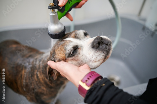 close-up portrait of a dog groomer holding the head of an old boxer dog while carefully pouring water over its head photo